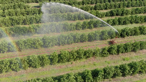 riego en plantaciones de naranjas en un día soleado en brasil