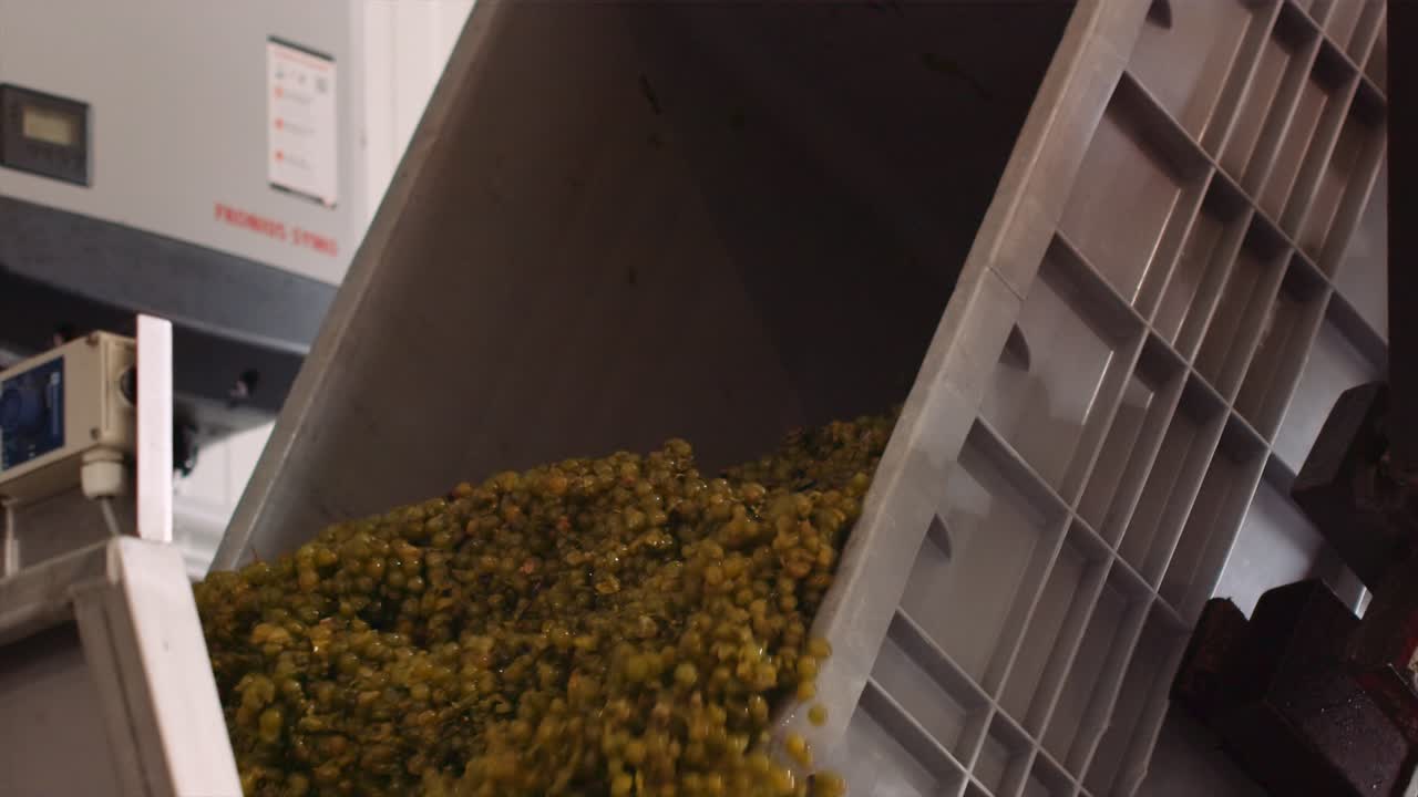 Wine grapes being tipped out of grape bin at cellar, dripping juice, grape harvest