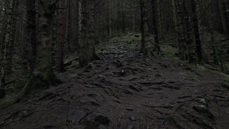 Vuelo-De-Drones-4k-A-Través-De-Un-Bosque-Cerca-De-Rosendal,-Noruega