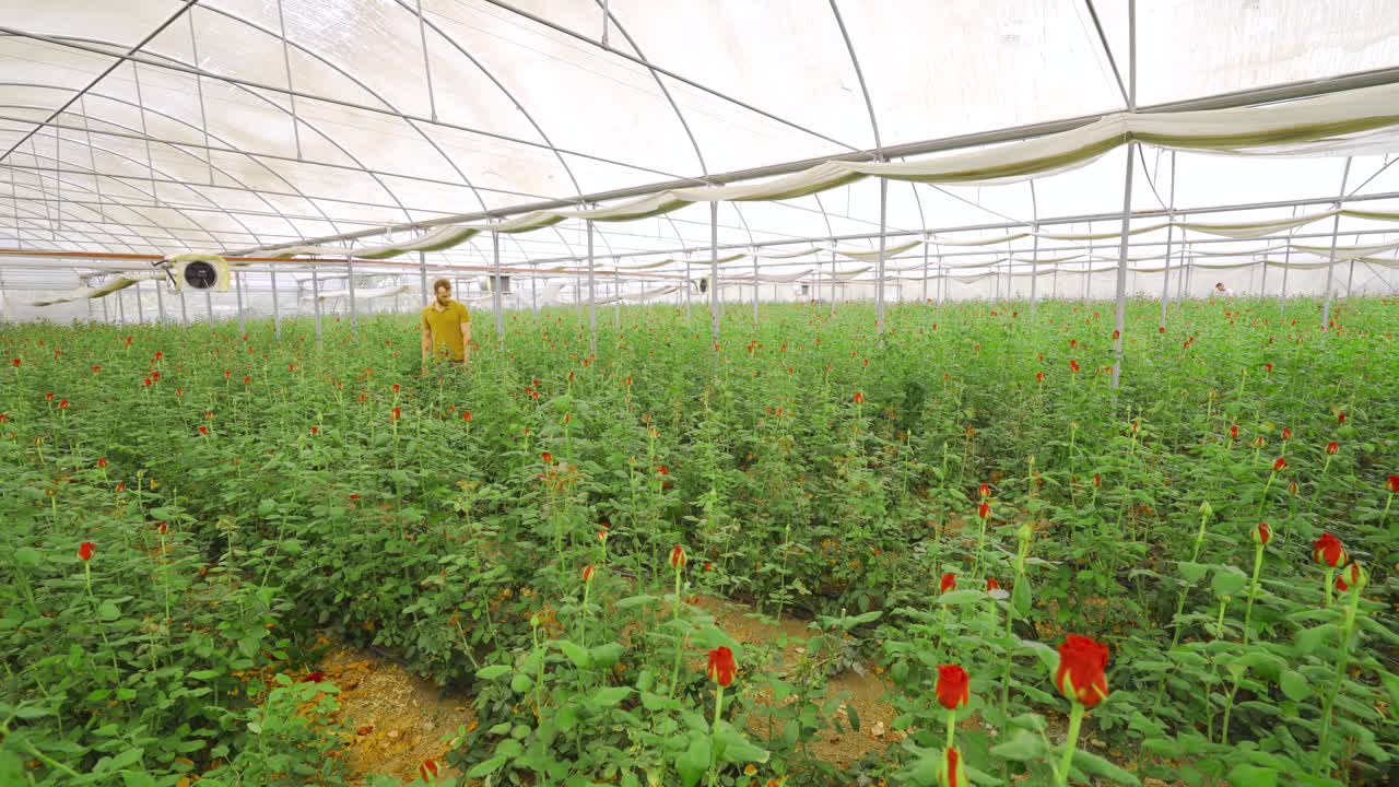 빨간 장미 씨 ⁇ . 온실에서 장미를 키우고 있습니다.