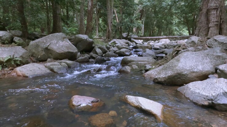 Huzurlu Orman Nehri - Kayalar Arasından Akan Dere - Temiz Dere Göleti