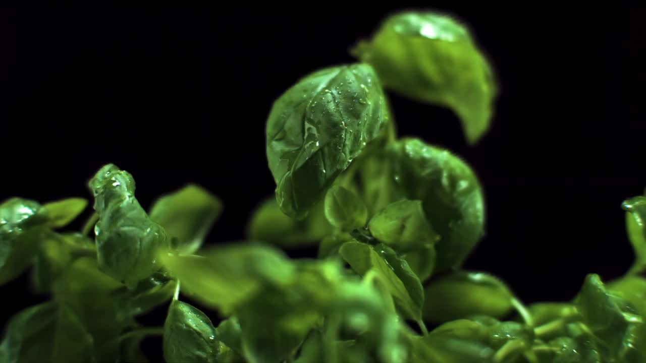 1000fps로 신선한 바질에 떨어지는 물방울의 슈퍼 슬로우 모션  ⁇