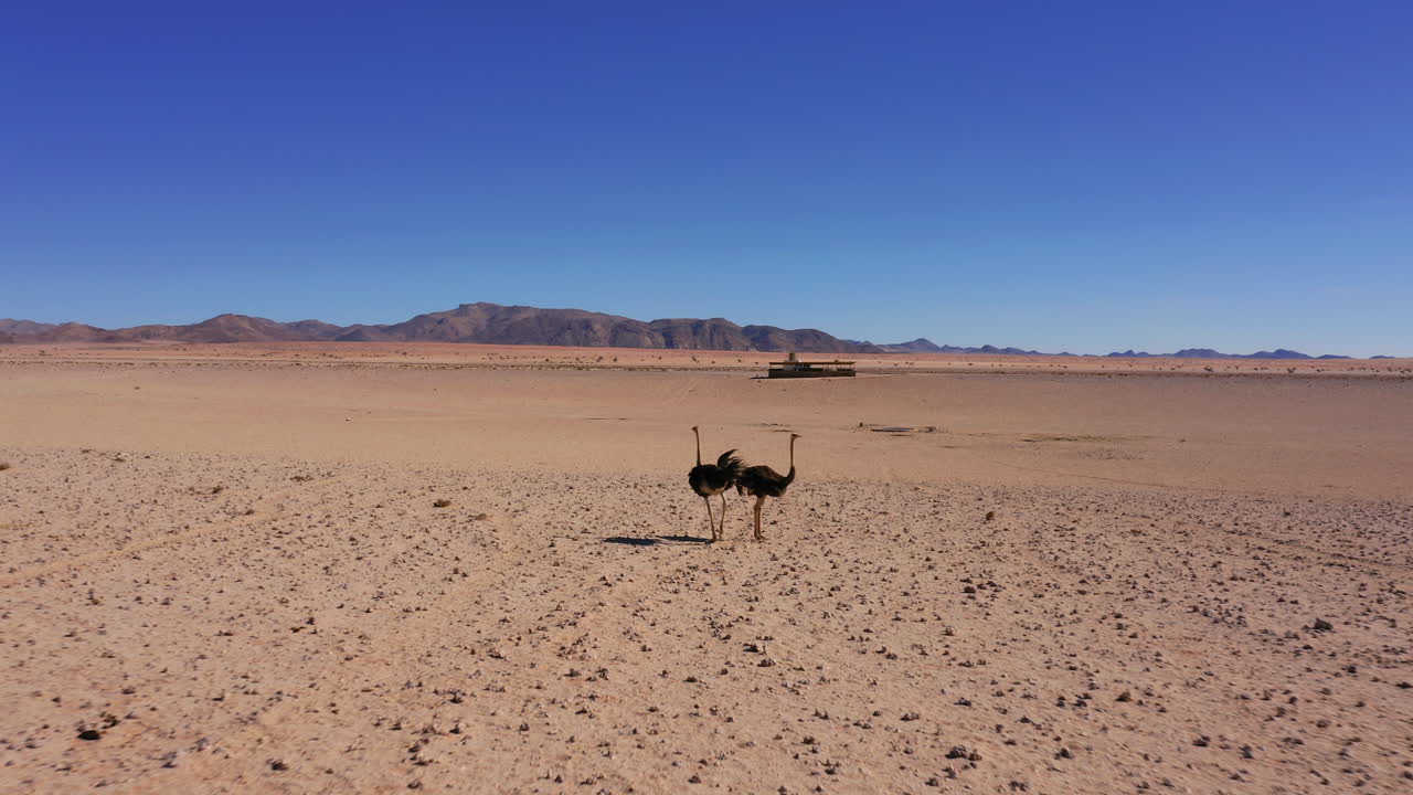 Aerial: Flying towards a pair of ostriches in the Namibian desert