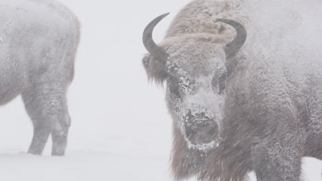 closeup on head of european bison standing in snowy white landscape in snowstorm