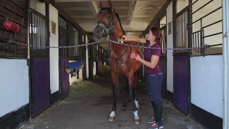 woman grooming horse in stable