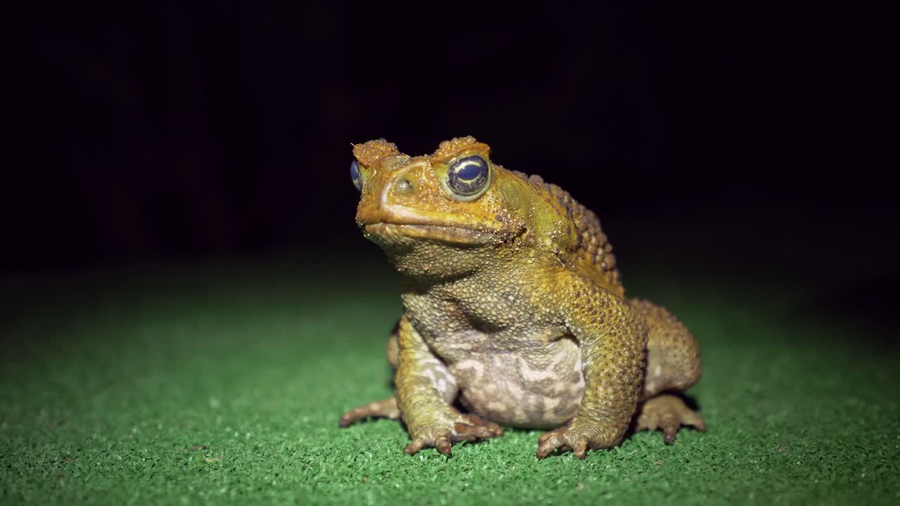 녹색 표면에 여전히 앉아 밤에 지팡이 두꺼비를 닫습니다