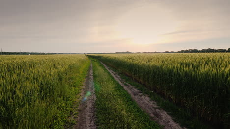 Schöne-Straße-Zum-Weizenfeld-Bei-Sonnenuntergang