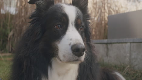 tiro medio de cerca de un perro pastor australiano sentado en el jardín en un soleado día de primavera