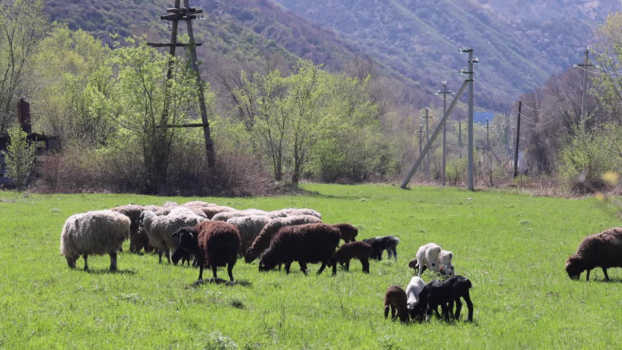 Sheep and lambs feed on fresh grass in a scenic valley ethical farming