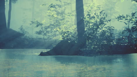 pond in a forest with fog