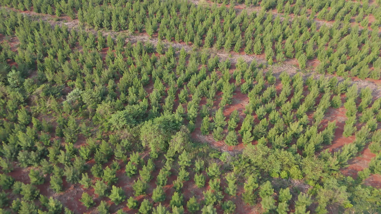Lush pine tree plantation captured from above, showcasing a pattern of young trees