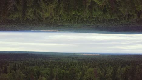 inverted forest landscape