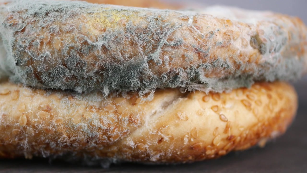 Primo piano di muffa che cresce su pane raffermo.