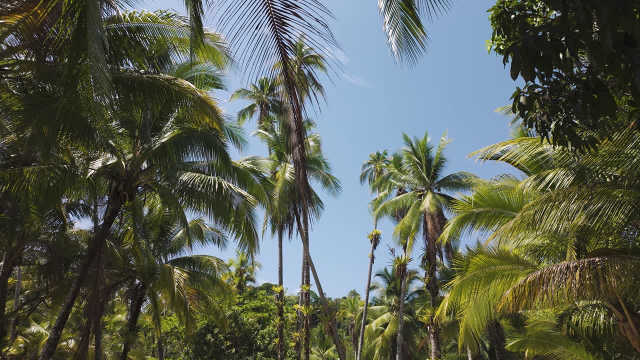 Palm trees swaying under a bright sky on Coiba Island, Panama, creating a tropical atmosphere