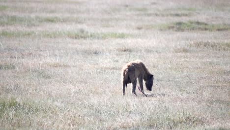 close up gimbal shot of hyena walking with bone in its mouth, tanzania