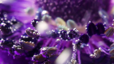 close-up of a purple flower