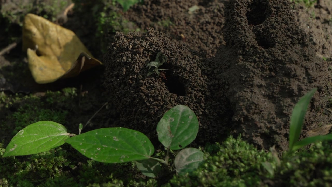 Formicai spuntano dal sottobosco, circondati da foglie verdeggianti e muschio. Ideale per documentari naturalistici o contenuti educativi sugli ecosistemi delle foreste pluviali.