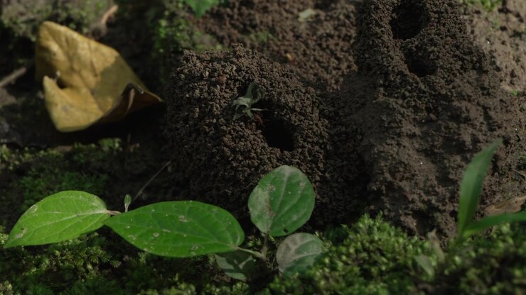 Formicai spuntano dal sottobosco, circondati da foglie verdeggianti e muschio. Ideale per documentari naturalistici o contenuti educativi sugli ecosistemi delle foreste pluviali.