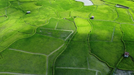 aerial view shot of paddy field in arunachal pradesh