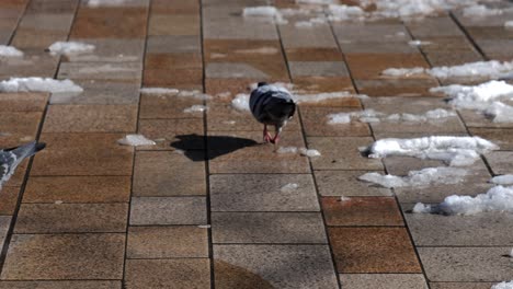 Palomas-Caminando-Sobre-El-Pavimento-En-La-Nieve-Derretida-En-Busca-De-Comida