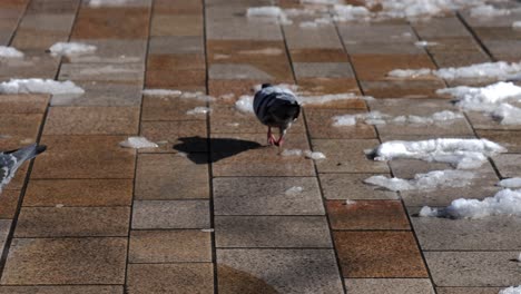 pigeons walking on pavement in melted snow looking for food