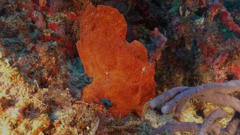 giant orange frogfish walking on a coral reef in the maldives