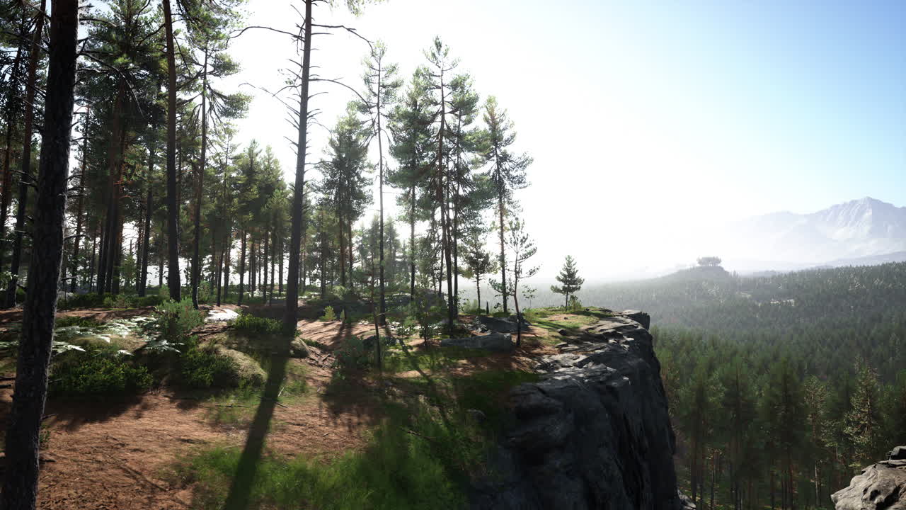 pinos silvestres al amanecer durante el amanecer en un hermoso bosque alpino
