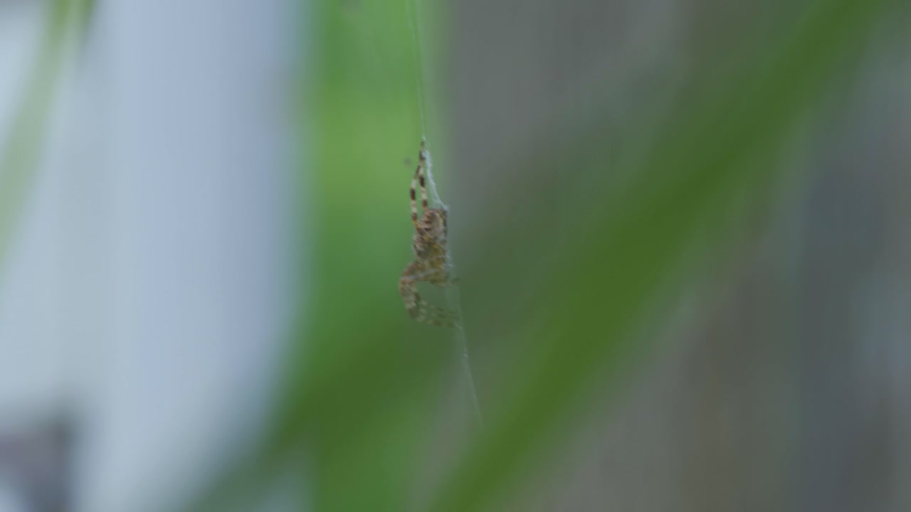 primo piano colpo di un ragno orbweaver croce, appeso su un web all'aperto in estate