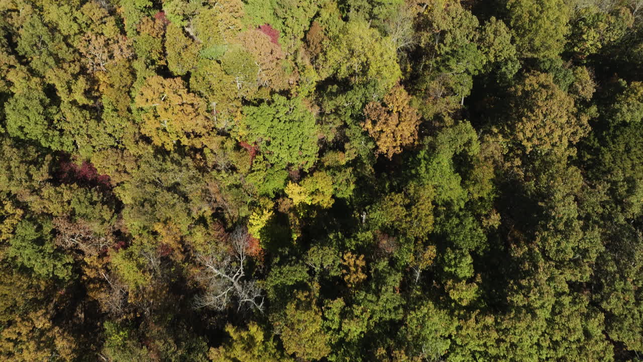 vista de pájaro de las cimas de los árboles del bosque, la inclinación hacia arriba revela el lago de castores, toma aérea