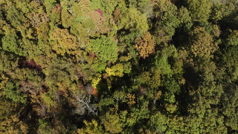 Vista-De-Pájaro-De-Las-Copas-De-Los-árboles-Del-Bosque,-La-Inclinación-Hacia-Arriba-Revela-El-Lago-Beaver,-Toma-Aérea