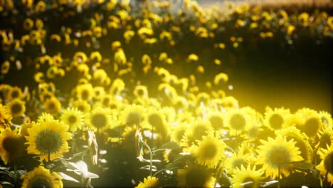 Sunflowers-blooming-in-Late-Summer