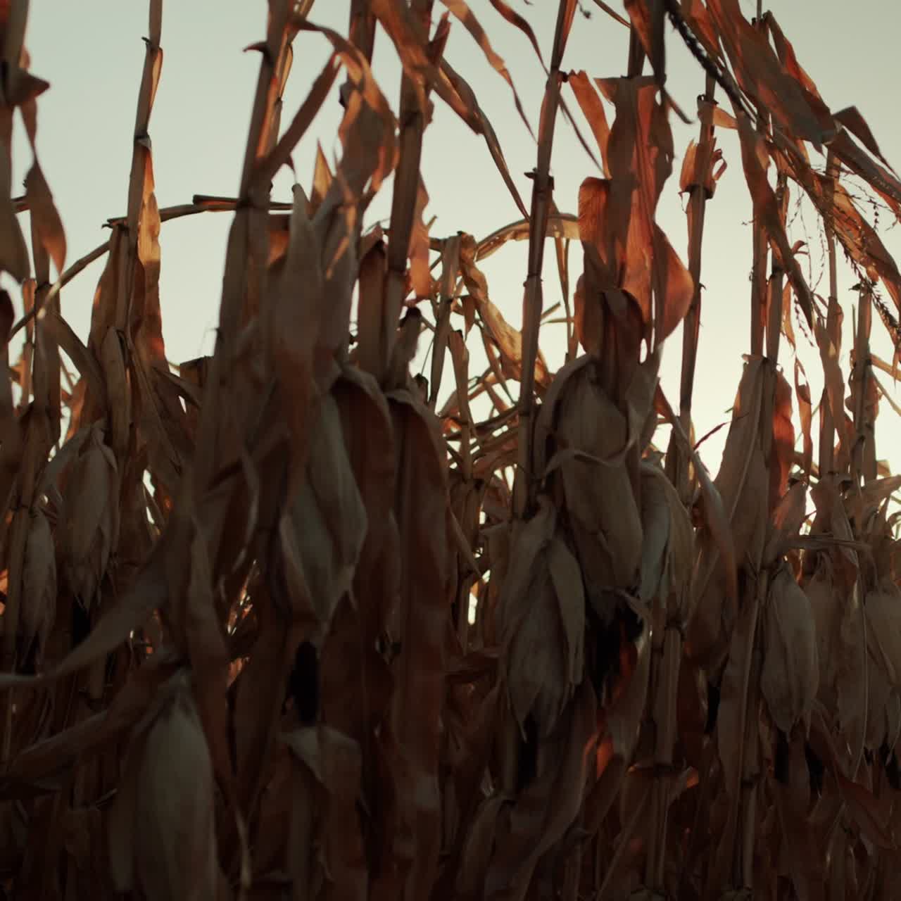 el sol brilla a través de las hojas de maíz maduro