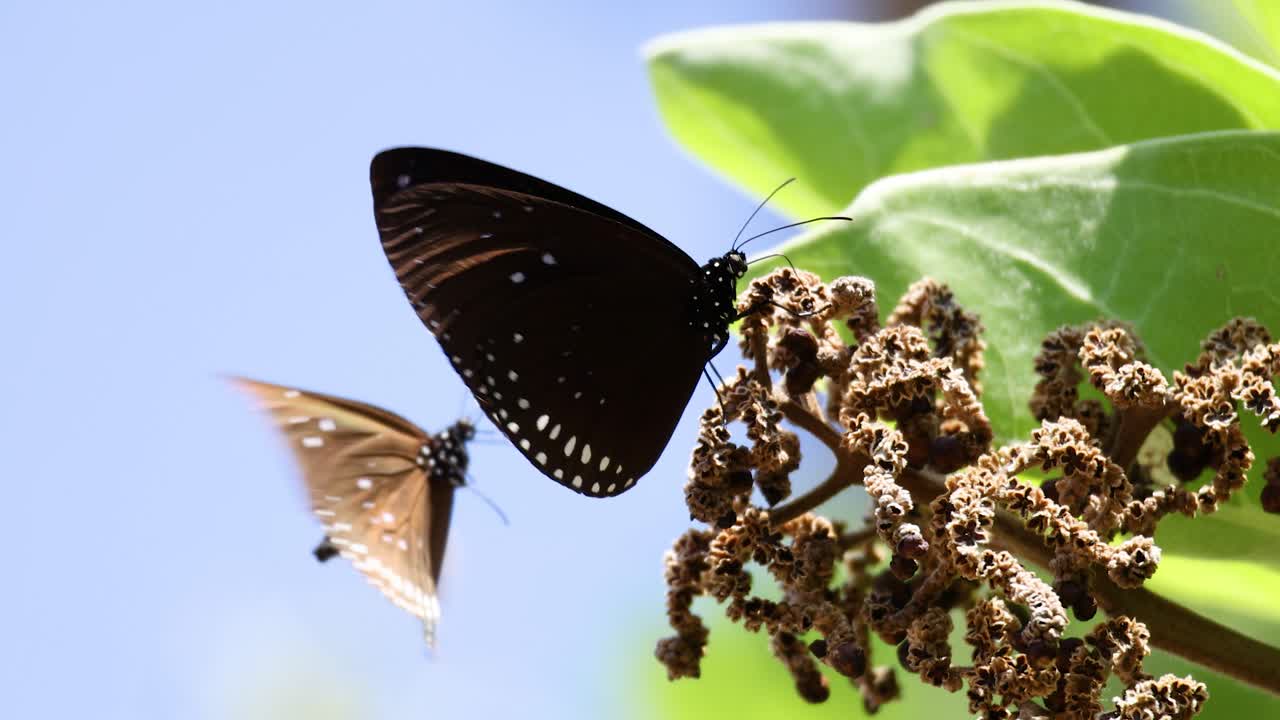두 마리의 나비가 잎이 많은 가지에 붙어 있습니다.