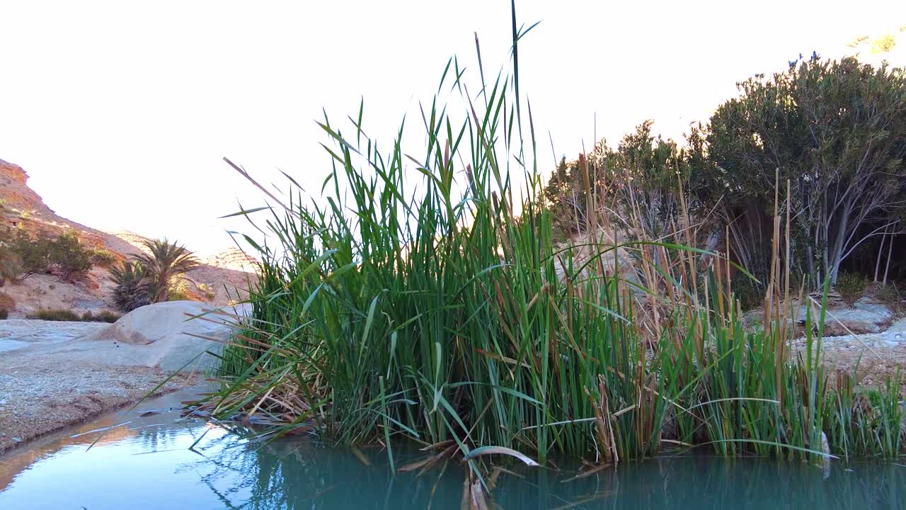 un río en el medio del desierto del sáhara argelia biskra