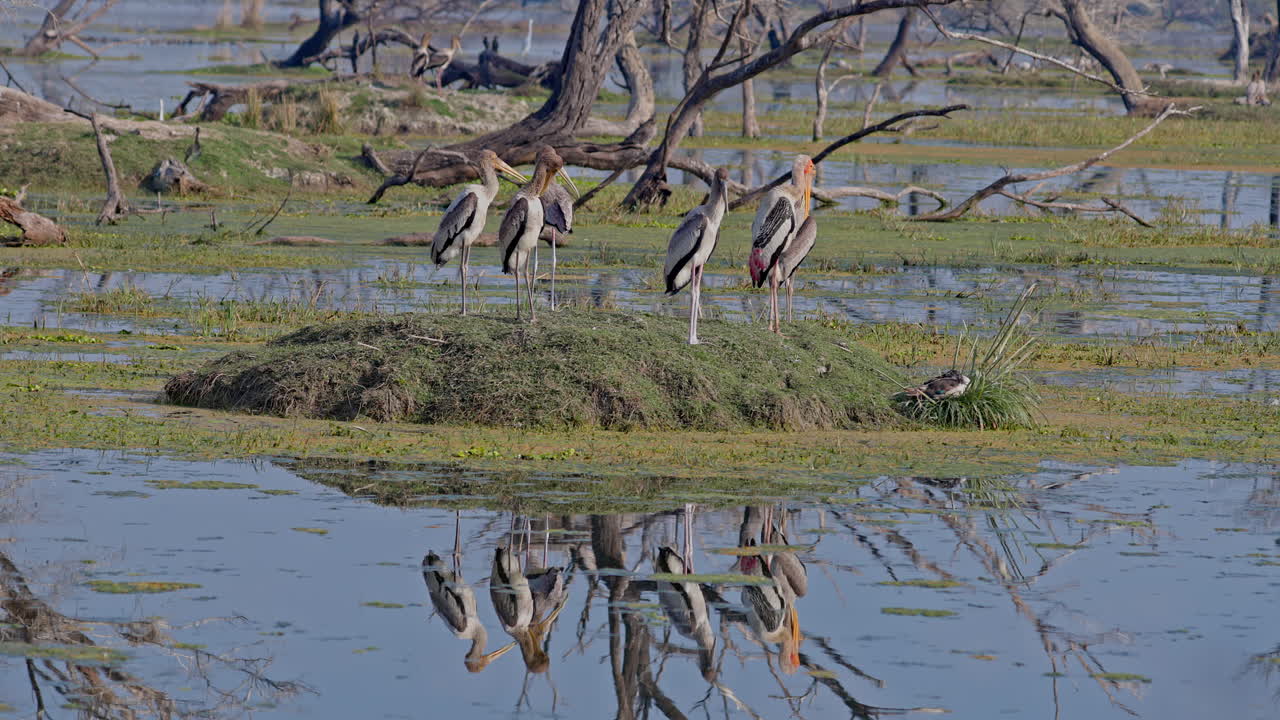 Group of juvenile painted storks and a painted stork standing in the green grass in the marsh, keoladeo bird sanctuary, India.