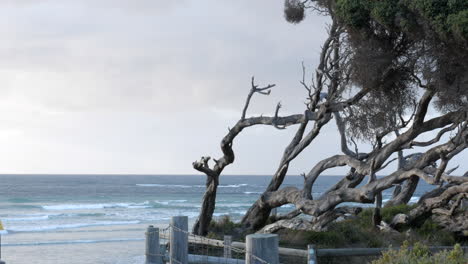 Twisted-Moonah-Trees-located-on-an-Australian-beach-front