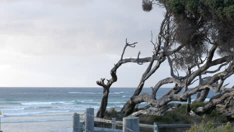 árboles retorcidos de moonah ubicados en una playa australiana