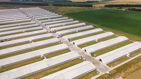 flying over the modern farm area in a sunny day. new agricultural buildings for livestock outdoors. aerial view.