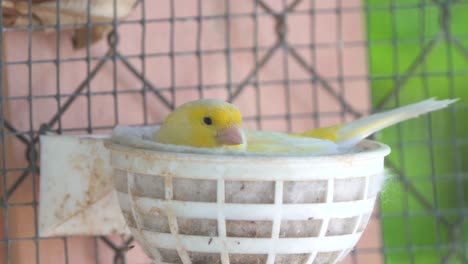 canary bird in a nest feeding baby birds inside cage