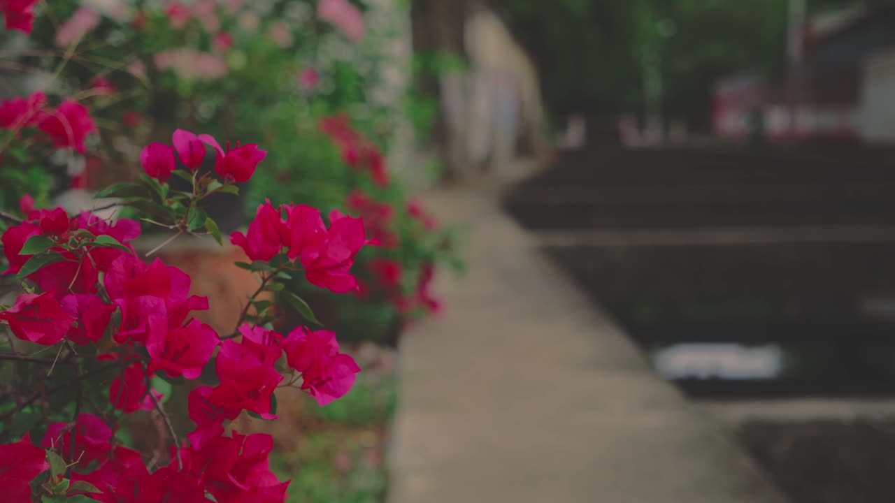 Bright pink bougainvillea flowers add a touch of color to a walkway beside a canal, creating a vibrant and picturesque scene