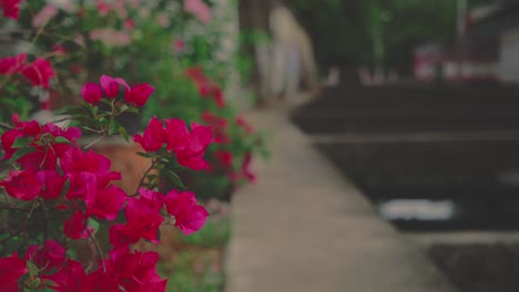 bright pink bougainvillea flowers add a touch of color to a walkway beside a canal, creating a vibrant and picturesque scene