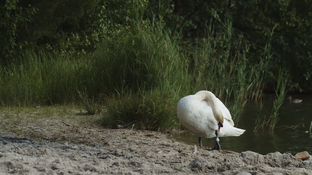 un cisne junto al lago agita sus plumas