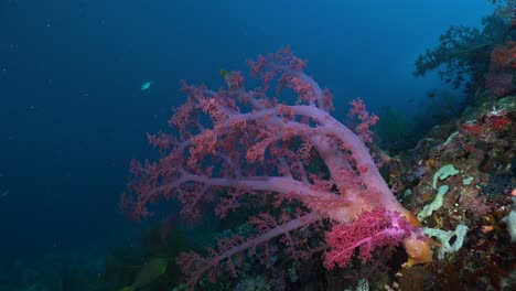 Pink-soft-coral-hanging-from-tropical-coral-reef