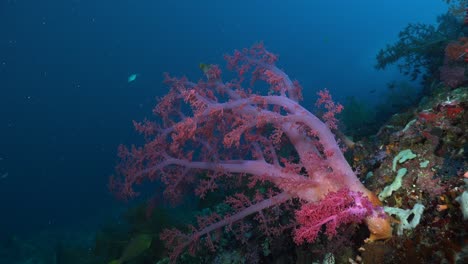 coral blando rosa colgando del arrecife de coral tropical