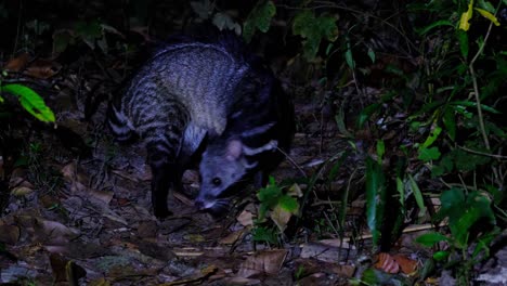 large indian civet, viverra zibetha, thailand; a rare footage of an individual foraging for fallen fruits in the night, uses its nose to find its food, finds one to munch then turns away to leave.