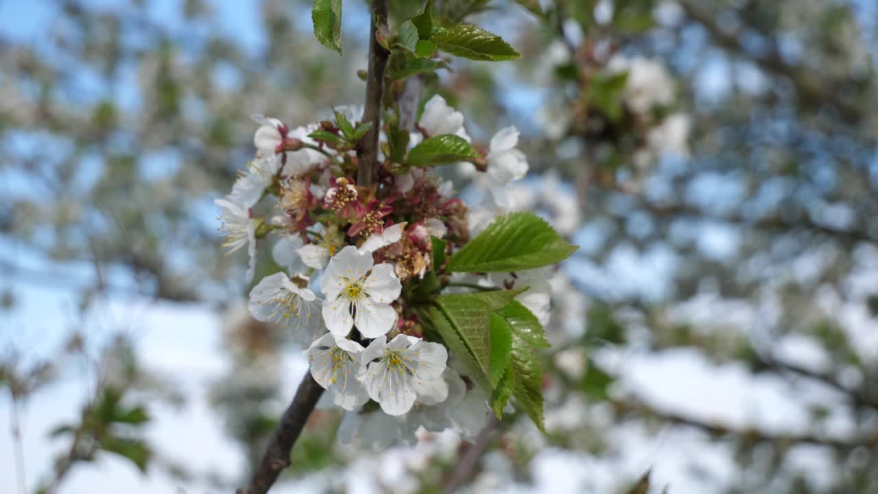 Ciliegio in fiore mosso dal vento.