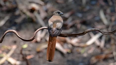 The-Orange-breasted-Trogon-is-a-confiding-medium-size-bird-found-in-Thailand