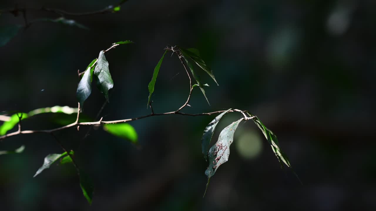 rama con hojas verdes moviéndose con un viento suave en el bosque durante la mañana