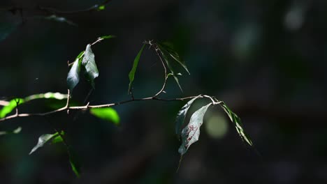 branch with green leaves moving with a gentle wind in the forest during the morning