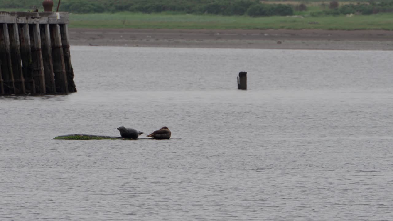 Marine Conservation, Coastal Wildlife, Basking Seals, Aquatic Habitat